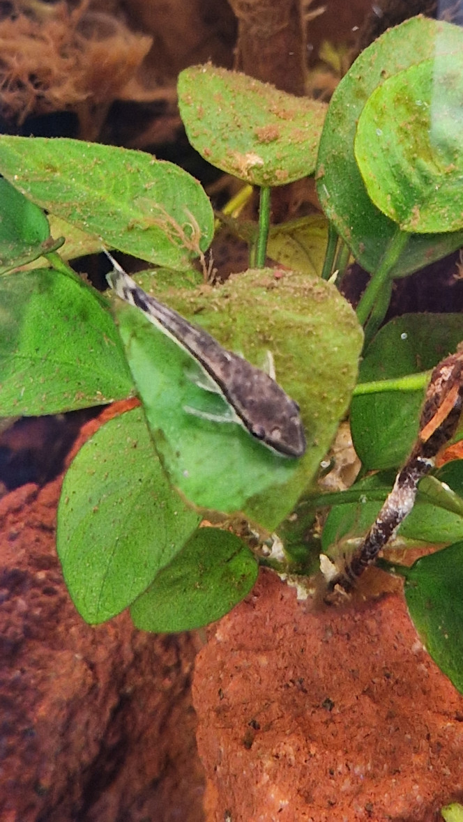 Otocinclus au travail Les 3 otoconclus ont nettoyé les algues sur les feuilles des plantes de façon remarquable en 4 jours