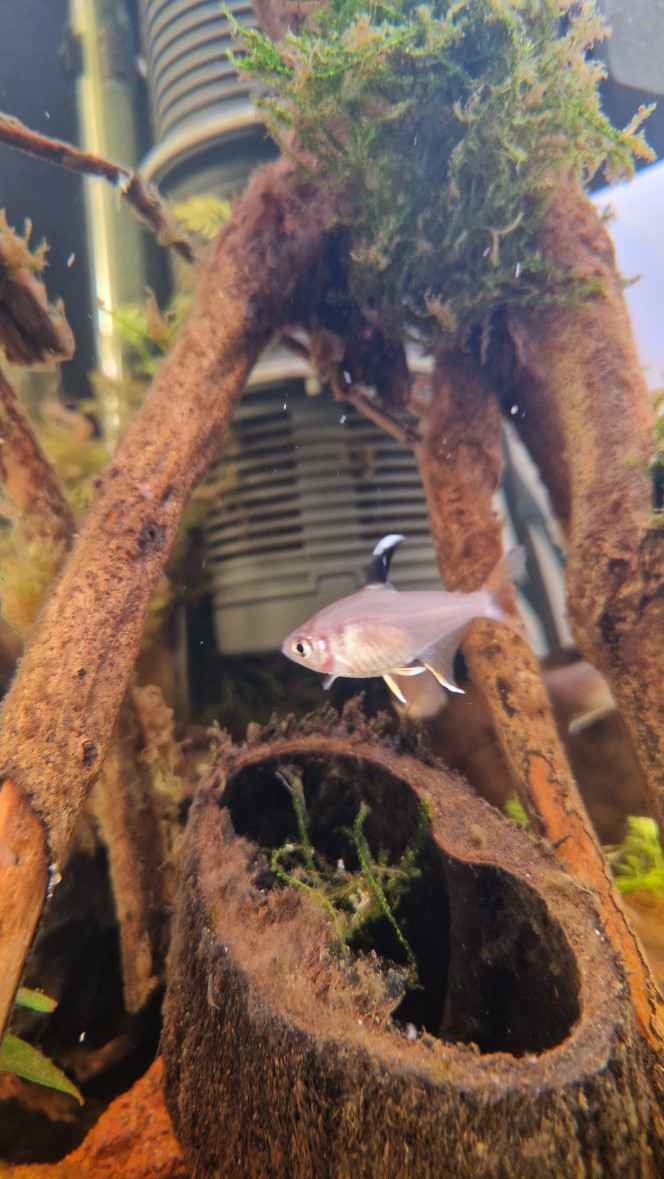 Tetras rosaceus Poissons trés vivants en petits groupes. 
Au départ je voulais des néons bleus classiques mais le vendeur m'a conseillé ces rosaceus. Finalement je les aprécie, et esthétiquement c'est mieux adapté la forme de l'aquarium