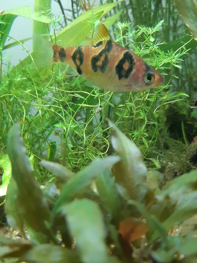 Poissons Tétras fantômes noir et rouge, barbus cerises, barbus à peau de serpent