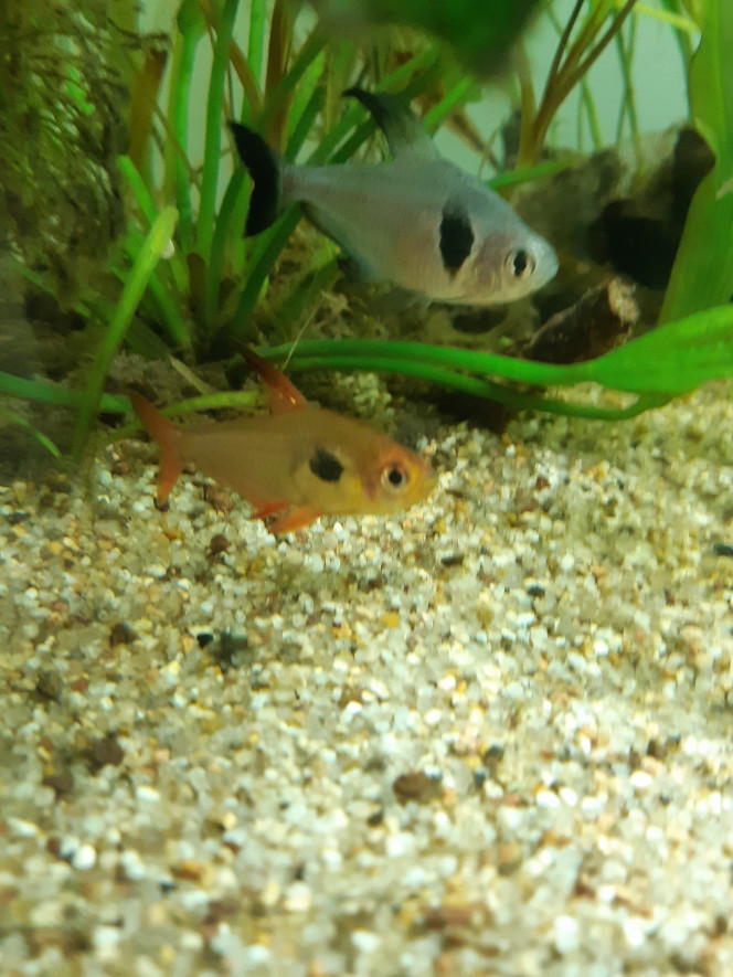 Poissons Tétras fantômes noir et rouge, barbus cerises, barbus à peau de serpent