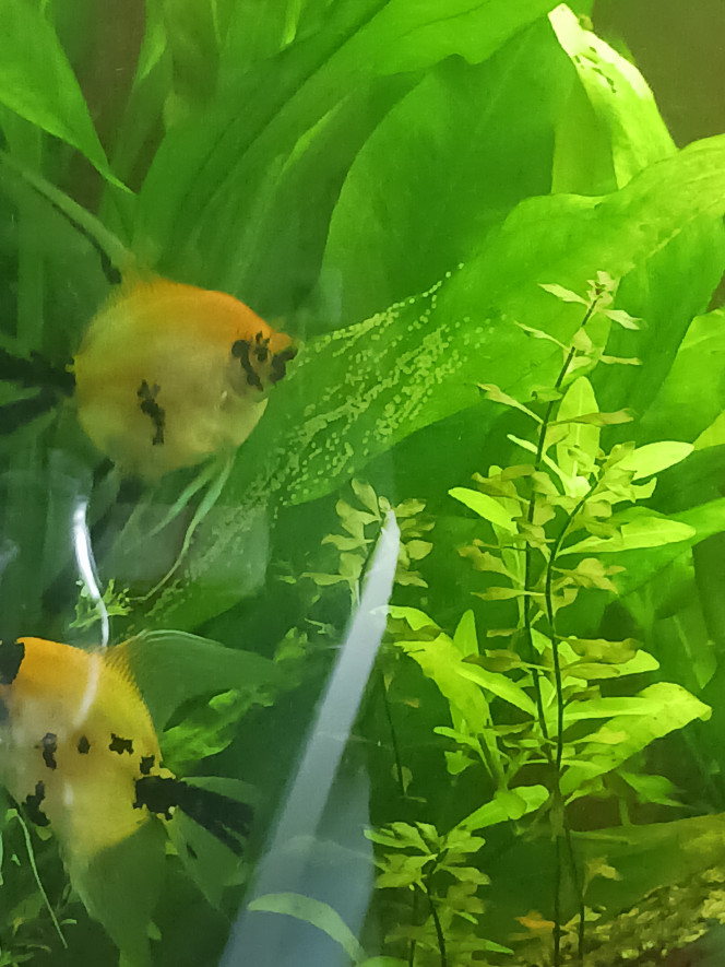  Aujourd'hui des oeufs de scalaires koï.
Trop content