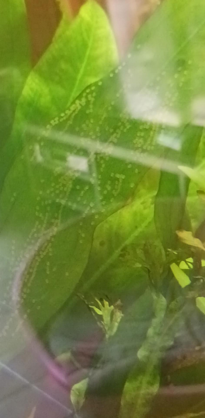  Aujourd'hui des oeufs de scalaires koï.
Trop content