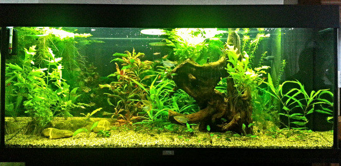 WINTGENS Voila une photo de man aquarium Juwel 240 L en 2014