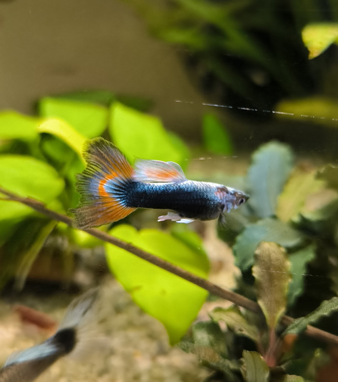  Bonjour a tous 
Quelqu'un peut il m'aider pour identifier de quelle souche sont mes guppys svp 
Vu que je sélectionne mes guppys je manque un peu de brassage génétique et j'aimerais ajouter du sang neuf sans trop m'éloigner de ma souche qui commence a ce stabiliser et si quelqu'un a en sa possession des guppys similaire et prêt à les partager ce serait super 
Merci d'avance