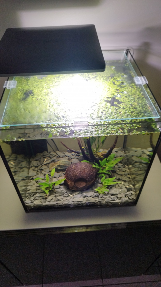 Betta d'Arthur 