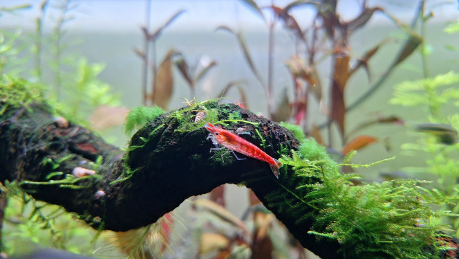 N. davidi et quelques escargots Crevettes Neocaridina davidi , mélanoïdes, physes et quelques touffes d'une algue duveteuse verte