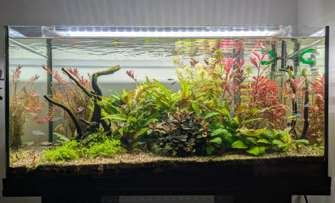  Grosse taille, surtout de la cryptocoryne en facade. Ajout de la monte-carlo à la place et enlèvement du décor fond bleu.