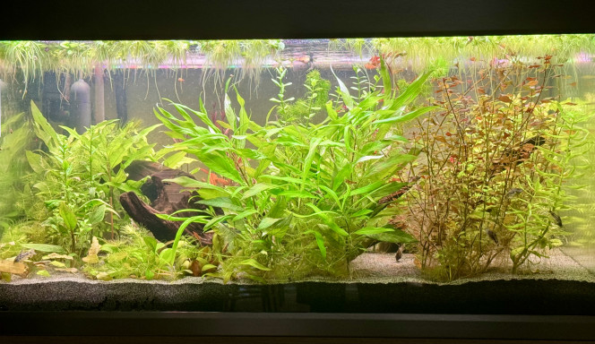 Ca pousse ! Introduction des premiers poissons et crevettes ...