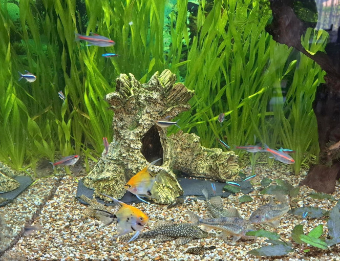 WINTGENS petit rassemblement sur la zone de nourrissage, scalaires Koi, quelques corydoras paleatus et aeneus, ancistrus, néons cardinalis, néons roses, néons noirs
