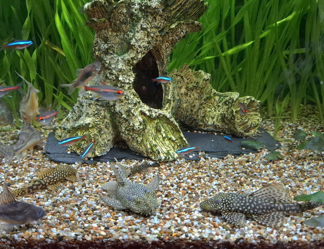 WINTGENS petit rassemblement sur la zone de nourrissage, quelques ancistrus, corydoras paleatus et aeneus, néons cardinalis, néons roses