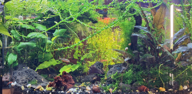Lumière du soir Quand la lumière du soir éclaire la rotala