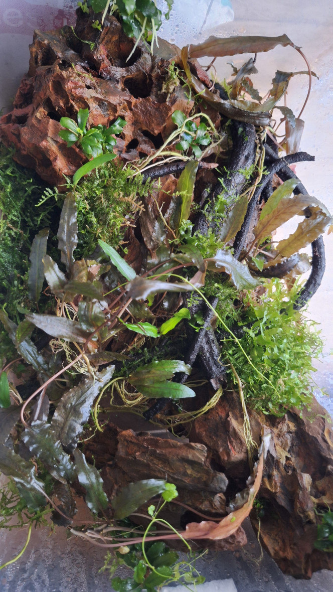 Stock de plantes Lors du transfert du 98l au 160l, je me suis retrouvé avec des plantes en stock. Tout le monde se porte bien.
Je pensais devoir m'en occuper plus rapidement mais comme tout le monde va bien...
C'est dans un bac en plastique près d'une fenêtre avec de l'eau au fond.