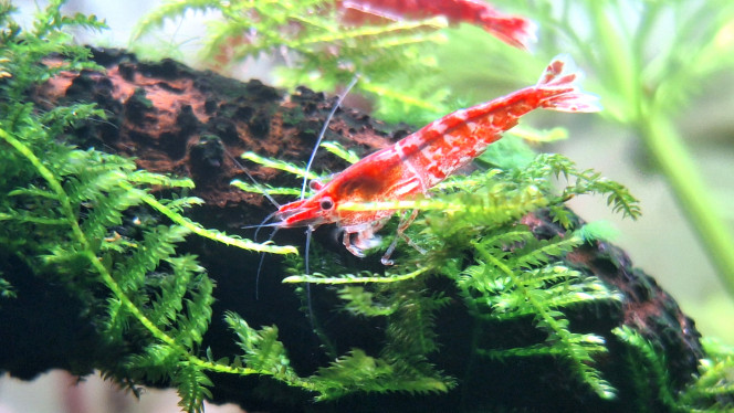 Neocaridina davidi Elle est pas trop mal cette photo.