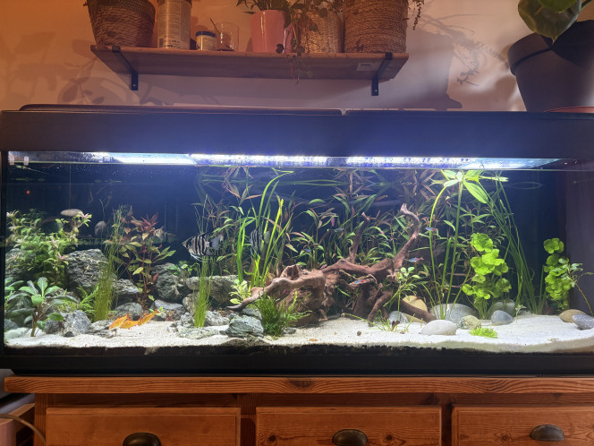  Réaménagement d’un 320L net avec galets naturels, pierres seiryu, plantes et racines naturelles