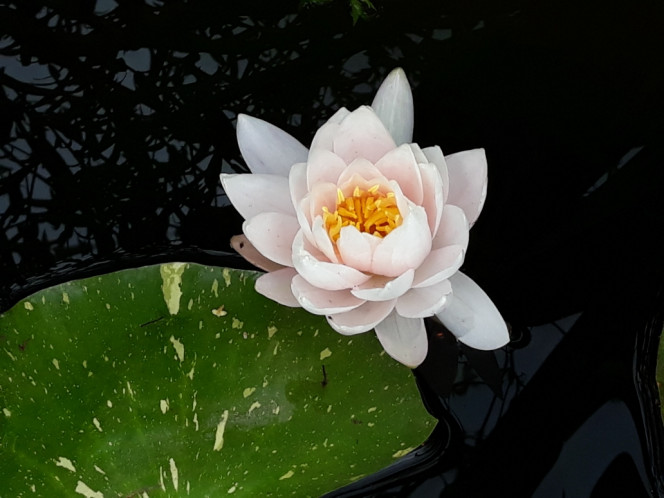 Photographie du post de Dimu 