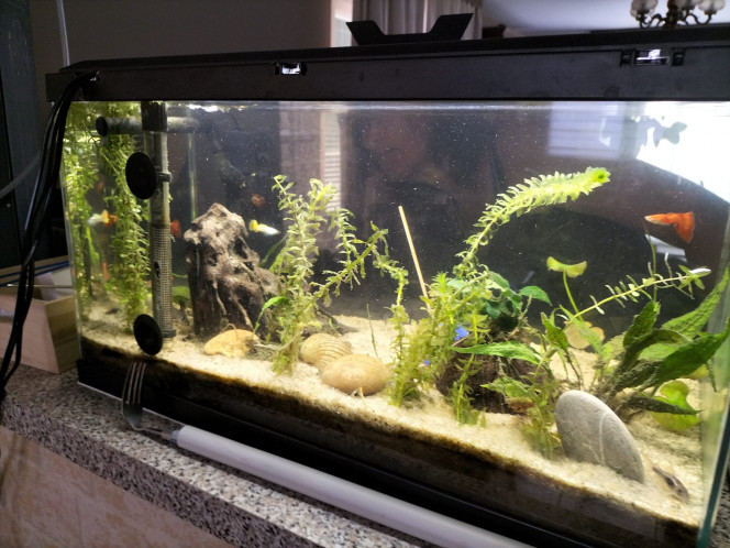 Aquarium mi aout. Salut ! Voilà l'aquarium avec de nouveaux poissons et de nouvelles plantes. J'ai pu placer de meilleures habitudes pour la gestion de l'eau et la propreté de l'aquarium. On reçoit de l'aide des corydoras, (poissons fouilleurs) et de l'escargot. super content de la mise à jour. Plus qu'à continuer d'en prendre soin. Je pourrais même remplir des données sur l'aquarium ou m'approcher un peu plus d'autres aquariophiles bientôt. 
À plus pour d'autres mises à jour ;)
Fabien