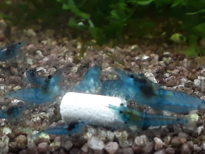 Photographie du post de Dimu 