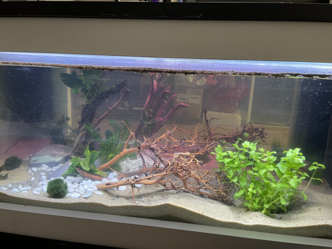 Mise en eau Encore quelques ajustements à faire, notamment au niveau du sable et une plante à déplacer je pense, mais ça prend forme. Je dois encore ajouter les plantes flottantes.