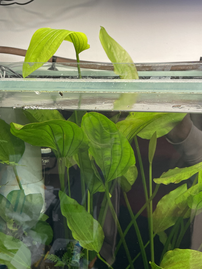  Les Echinodorus s’éclatent !