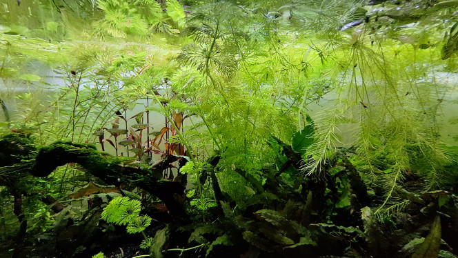 Un jour je mettrai de l'engrais En vrai j'en mets de temps en temps.