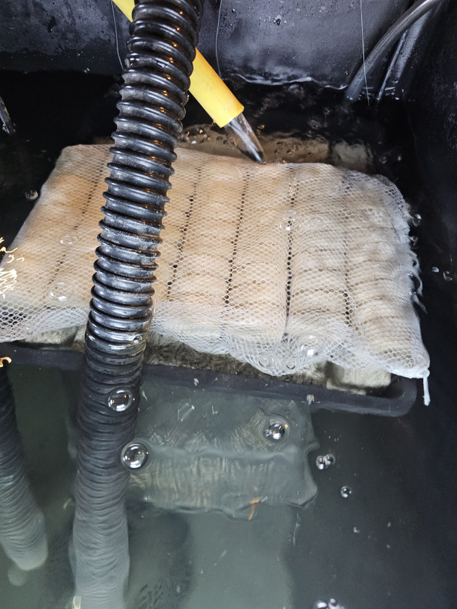  Ajout d'une filtration biologique avec  3 panier de 6 litres chacun  de bacteria house et home . Alimentée par un bulleur dessous avec un disque de 20cm de diamètre  et une sortie d'eau sur le dessus