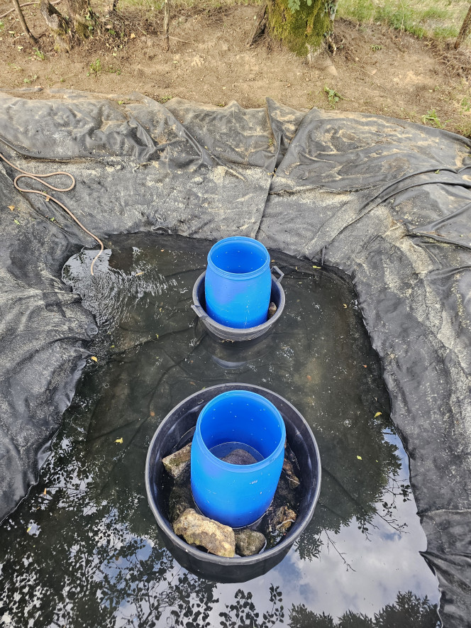  Préparation de la plantation  des prèles du japon myriophiles  et papyrus dans des bidons de 120litres  surélevé dans des bassines avec des pierres pour stabiliser contre le vent et aussi  pour que le collet  des plantes se trouvent presque à la surface  avec un peu plus d'1 mètre de profondeur