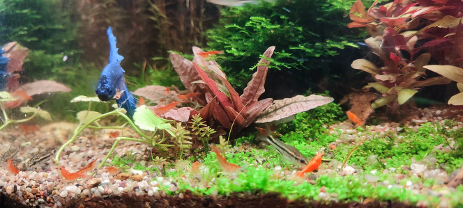 Cohabitation betta et crevette Par contre, il n'aime pas les escargots et en projette parfois contre la vitre.