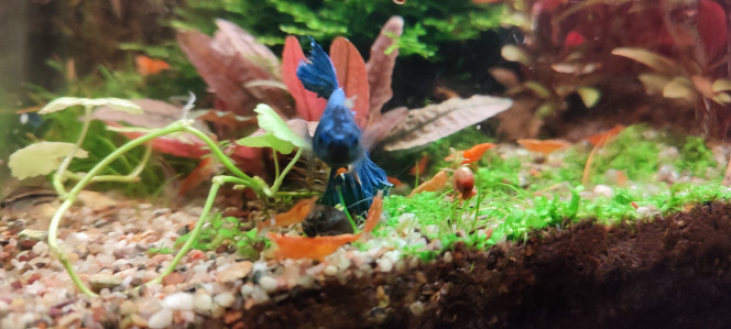 Cohabitation betta et crevette Par contre, il n'aime pas les escargots et en projette parfois contre la vitre.