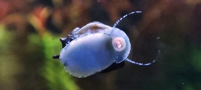Cohabitation betta et crevette Par contre, il n'aime pas les escargots et en projette parfois contre la vitre.