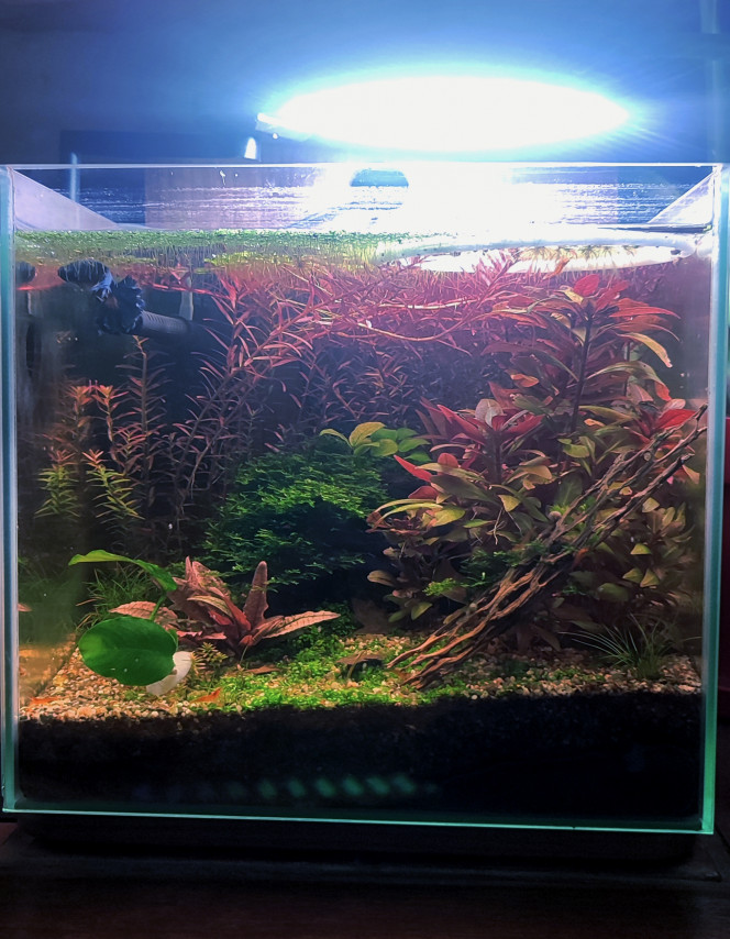 Cohabitation betta et crevette Par contre, il n'aime pas les escargots et en projette parfois contre la vitre.