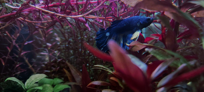 Cohabitation betta et crevette Par contre, il n'aime pas les escargots et en projette parfois contre la vitre.