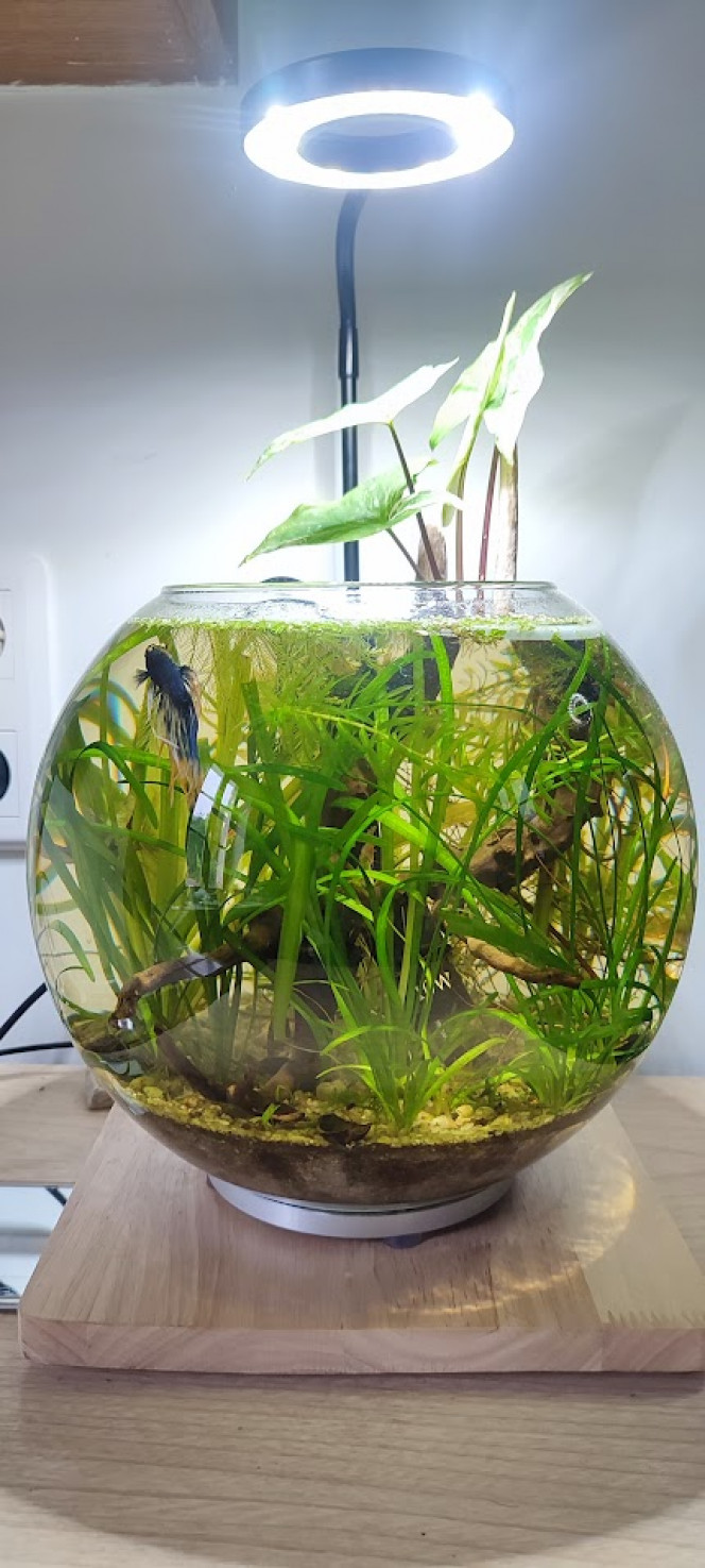 La boule a bien évolué depuis le temps J'y ai accueilli un betta aveugle et qui a quasi été donné (4 euros) par l'animalerie, car il lui manquait les deux yeux et il faisait pitié. Depuis, il va bien, il a pris des couleurs de fou, ses nageoires ont grandi, et il se fait chouchouter. Je dois lui donner sa nourriture avec les doigts, il sait que quand je met mon doigt dans l'eau, il le picore une fois pour me dire qu'il est prêt, et là je lui met la nourriture. Bref, voici Amour le betta.