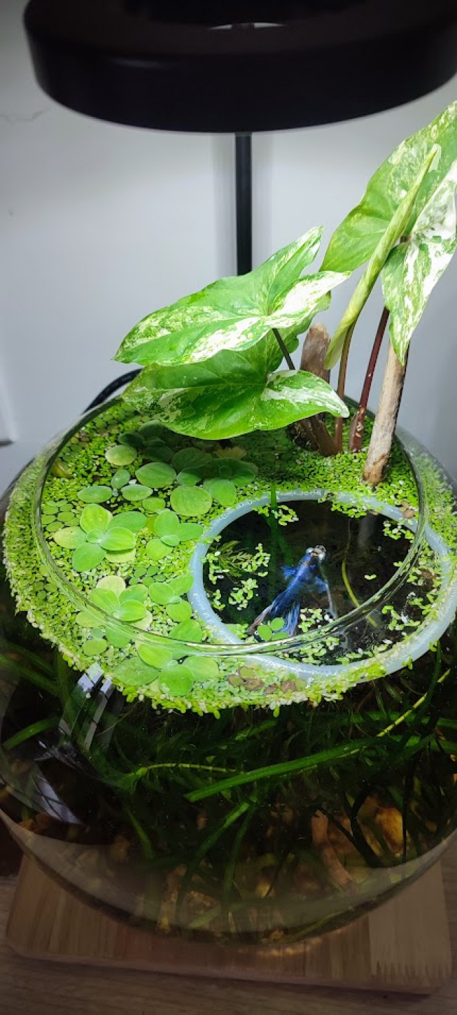 La boule a bien évolué depuis le temps J'y ai accueilli un betta aveugle et qui a quasi été donné (4 euros) par l'animalerie, car il lui manquait les deux yeux et il faisait pitié. Depuis, il va bien, il a pris des couleurs de fou, ses nageoires ont grandi, et il se fait chouchouter. Je dois lui donner sa nourriture avec les doigts, il sait que quand je met mon doigt dans l'eau, il le picore une fois pour me dire qu'il est prêt, et là je lui met la nourriture. Bref, voici Amour le betta.