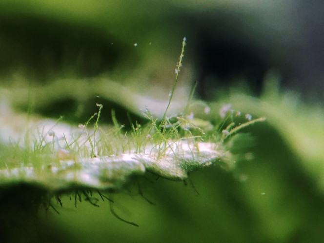 Mini bac à alevins de medaka Yozakura gold grandi à partir d'oeufs Le bac a été mis en haut avec l'eau, les plantes et une mousse à filtre de mes autres bacs et bassins. Les plantes viennent de mes poubellarium à l'extérieur. 
Toutes les algues profitent aux alevins en terme de nourriture à picorer tout au long de la journée, ça grouille de plancton et d'infusoires. Tout ça m'a permis d'offrir un bac cyclé et mature à mes alevins. J'ai aussi ajouté des escargots, crevettes, aselles et autres bébêtes qui se sont invitées d'elles-même. 

Pas de lampe led, le bac est éclairé par le soleil du matin, sans qu'il ne chauffe trop. Tout le monde se porte bien et l'alternanthera émergée a même fleuri.