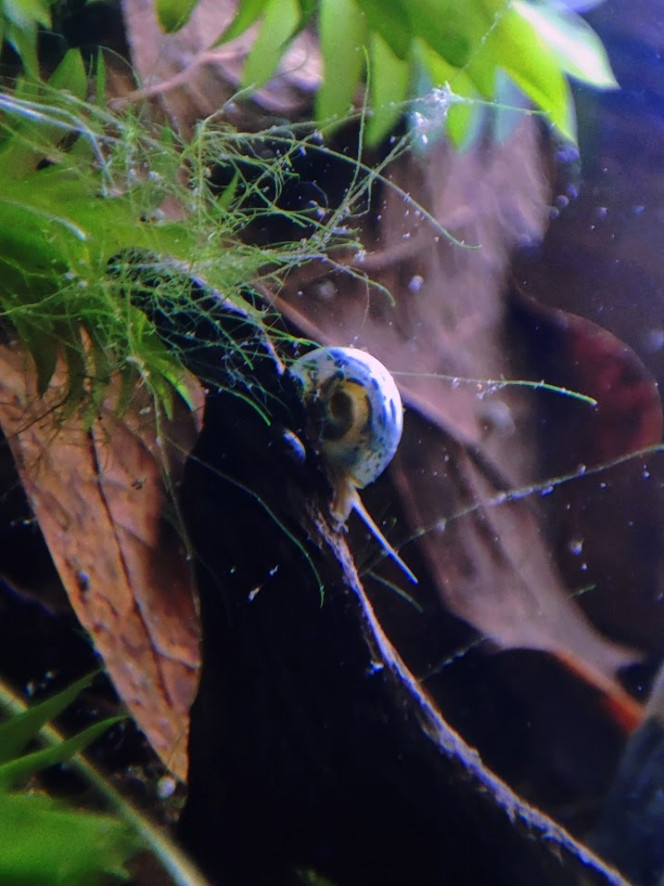 Mini bac à alevins de medaka Yozakura gold grandi à partir d'oeufs Le bac a été mis en haut avec l'eau, les plantes et une mousse à filtre de mes autres bacs et bassins. Les plantes viennent de mes poubellarium à l'extérieur. 
Toutes les algues profitent aux alevins en terme de nourriture à picorer tout au long de la journée, ça grouille de plancton et d'infusoires. Tout ça m'a permis d'offrir un bac cyclé et mature à mes alevins. J'ai aussi ajouté des escargots, crevettes, aselles et autres bébêtes qui se sont invitées d'elles-même. 

Pas de lampe led, le bac est éclairé par le soleil du matin, sans qu'il ne chauffe trop. Tout le monde se porte bien et l'alternanthera émergée a même fleuri.