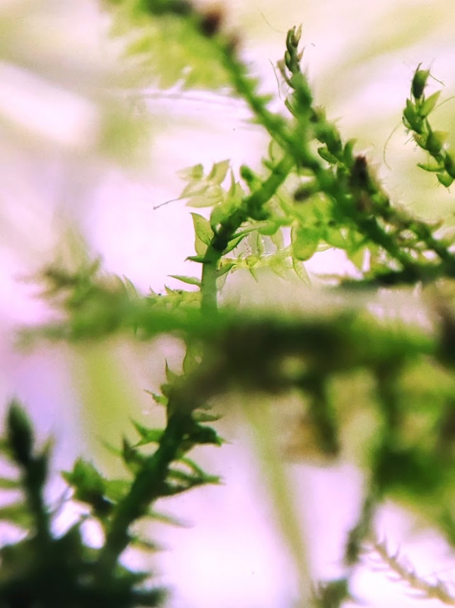 Mini bac à alevins de medaka Yozakura gold grandi à partir d'oeufs Le bac a été mis en haut avec l'eau, les plantes et une mousse à filtre de mes autres bacs et bassins. Les plantes viennent de mes poubellarium à l'extérieur. 
Toutes les algues profitent aux alevins en terme de nourriture à picorer tout au long de la journée, ça grouille de plancton et d'infusoires. Tout ça m'a permis d'offrir un bac cyclé et mature à mes alevins. J'ai aussi ajouté des escargots, crevettes, aselles et autres bébêtes qui se sont invitées d'elles-même. 

Pas de lampe led, le bac est éclairé par le soleil du matin, sans qu'il ne chauffe trop. Tout le monde se porte bien et l'alternanthera émergée a même fleuri.