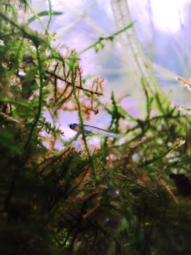 Mini bac à alevins de medaka Yozakura gold grandi à partir d'oeufs Le bac a été mis en haut avec l'eau, les plantes et une mousse à filtre de mes autres bacs et bassins. Les plantes viennent de mes poubellarium à l'extérieur. 
Toutes les algues profitent aux alevins en terme de nourriture à picorer tout au long de la journée, ça grouille de plancton et d'infusoires. Tout ça m'a permis d'offrir un bac cyclé et mature à mes alevins. J'ai aussi ajouté des escargots, crevettes, aselles et autres bébêtes qui se sont invitées d'elles-même. 

Pas de lampe led, le bac est éclairé par le soleil du matin, sans qu'il ne chauffe trop. Tout le monde se porte bien et l'alternanthera émergée a même fleuri.