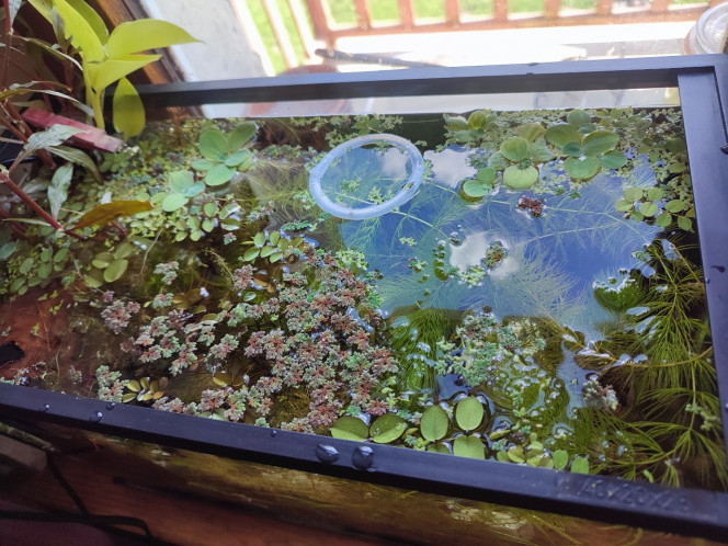 Mini bac à alevins de medaka Yozakura gold grandi à partir d'oeufs Le bac a été mis en haut avec l'eau, les plantes et une mousse à filtre de mes autres bacs et bassins. Les plantes viennent de mes poubellarium à l'extérieur. 
Toutes les algues profitent aux alevins en terme de nourriture à picorer tout au long de la journée, ça grouille de plancton et d'infusoires. Tout ça m'a permis d'offrir un bac cyclé et mature à mes alevins. J'ai aussi ajouté des escargots, crevettes, aselles et autres bébêtes qui se sont invitées d'elles-même. 

Pas de lampe led, le bac est éclairé par le soleil du matin, sans qu'il ne chauffe trop. Tout le monde se porte bien et l'alternanthera émergée a même fleuri.