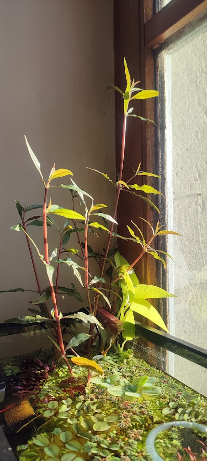 Mini bac à alevins de medaka Yozakura gold grandi à partir d'oeufs Le bac a été mis en haut avec l'eau, les plantes et une mousse à filtre de mes autres bacs et bassins. Les plantes viennent de mes poubellarium à l'extérieur. 
Toutes les algues profitent aux alevins en terme de nourriture à picorer tout au long de la journée, ça grouille de plancton et d'infusoires. Tout ça m'a permis d'offrir un bac cyclé et mature à mes alevins. J'ai aussi ajouté des escargots, crevettes, aselles et autres bébêtes qui se sont invitées d'elles-même. 

Pas de lampe led, le bac est éclairé par le soleil du matin, sans qu'il ne chauffe trop. Tout le monde se porte bien et l'alternanthera émergée a même fleuri.
