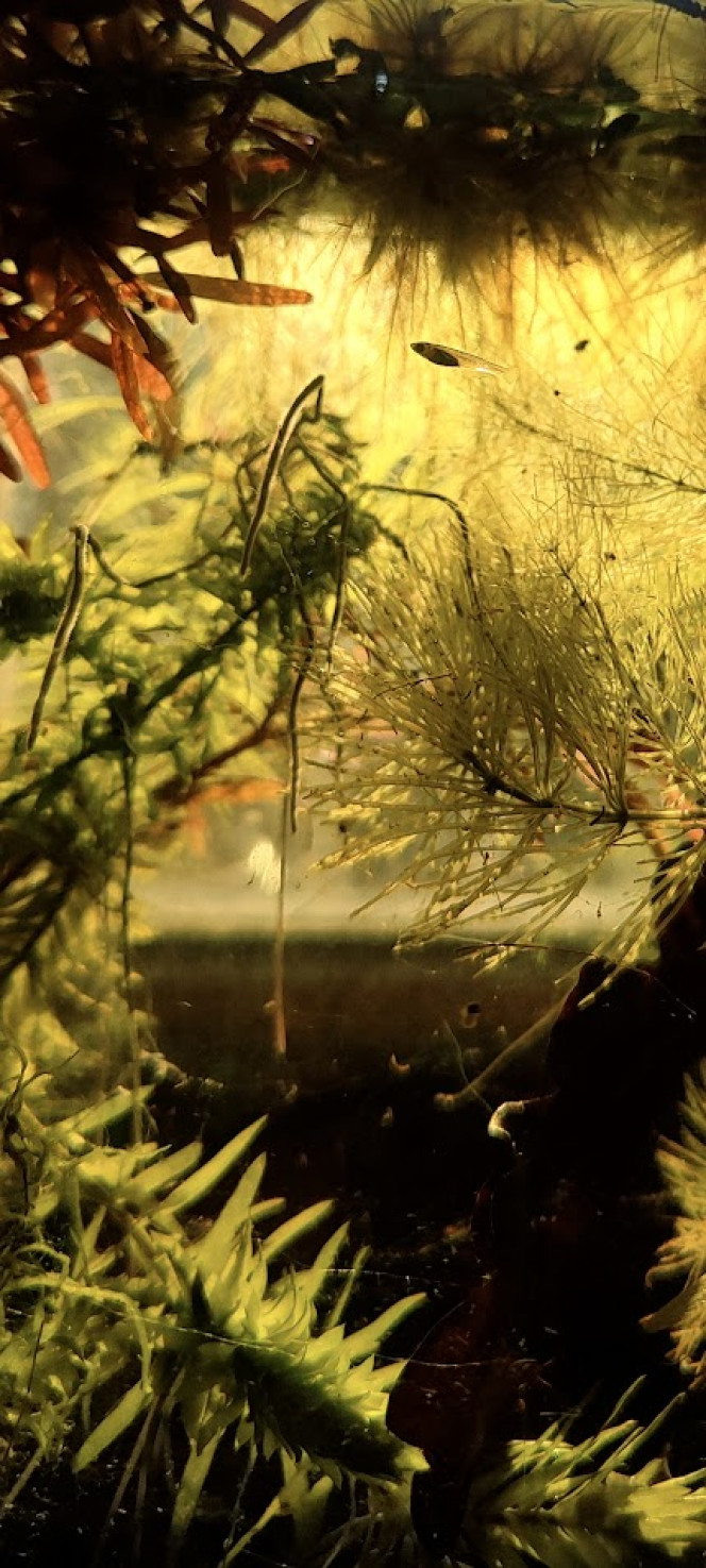 Mini bac à alevins de medaka Yozakura gold grandi à partir d'oeufs Le bac a été mis en haut avec l'eau, les plantes et une mousse à filtre de mes autres bacs et bassins. Les plantes viennent de mes poubellarium à l'extérieur. 
Toutes les algues profitent aux alevins en terme de nourriture à picorer tout au long de la journée, ça grouille de plancton et d'infusoires. Tout ça m'a permis d'offrir un bac cyclé et mature à mes alevins. J'ai aussi ajouté des escargots, crevettes, aselles et autres bébêtes qui se sont invitées d'elles-même. 

Pas de lampe led, le bac est éclairé par le soleil du matin, sans qu'il ne chauffe trop. Tout le monde se porte bien et l'alternanthera émergée a même fleuri.