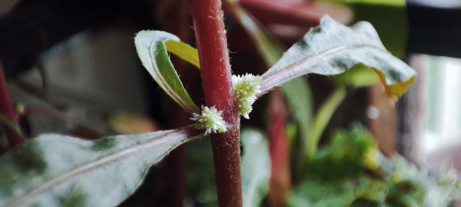 Mini bac à alevins de medaka Yozakura gold grandi à partir d'oeufs Le bac a été mis en haut avec l'eau, les plantes et une mousse à filtre de mes autres bacs et bassins. Les plantes viennent de mes poubellarium à l'extérieur. 
Toutes les algues profitent aux alevins en terme de nourriture à picorer tout au long de la journée, ça grouille de plancton et d'infusoires. Tout ça m'a permis d'offrir un bac cyclé et mature à mes alevins. J'ai aussi ajouté des escargots, crevettes, aselles et autres bébêtes qui se sont invitées d'elles-même. 

Pas de lampe led, le bac est éclairé par le soleil du matin, sans qu'il ne chauffe trop. Tout le monde se porte bien et l'alternanthera émergée a même fleuri.