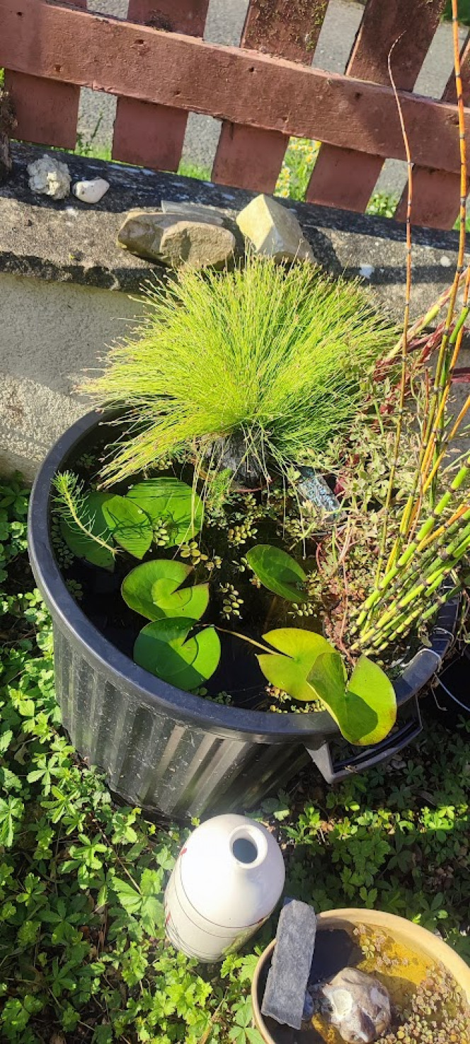 Poubellariums Une poubelle ou un contenant, de l'eau, de la pouzzolane, des plantes, et paf ça fait des chocapics.

L'enfant a suivi mon exemple, et au lieu d'utiliser sa piscine comme une piscine il en a fait son sanctuaire à larves de moustique haha il me vole toutes mes boutures de mes plantes!