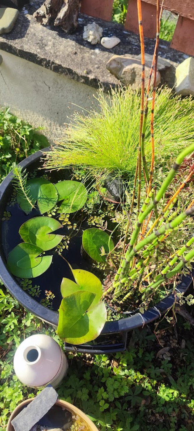 Poubellariums Une poubelle ou un contenant, de l'eau, de la pouzzolane, des plantes, et paf ça fait des chocapics.

L'enfant a suivi mon exemple, et au lieu d'utiliser sa piscine comme une piscine il en a fait son sanctuaire à larves de moustique haha il me vole toutes mes boutures de mes plantes!