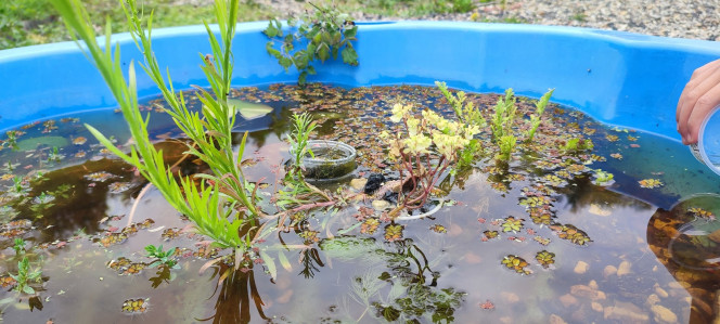 Poubellariums Une poubelle ou un contenant, de l'eau, de la pouzzolane, des plantes, et paf ça fait des chocapics.

L'enfant a suivi mon exemple, et au lieu d'utiliser sa piscine comme une piscine il en a fait son sanctuaire à larves de moustique haha il me vole toutes mes boutures de mes plantes!