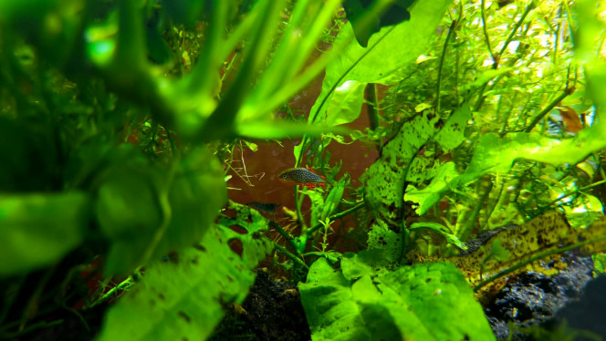 Danio margaritatus Galaxy dans la fougère