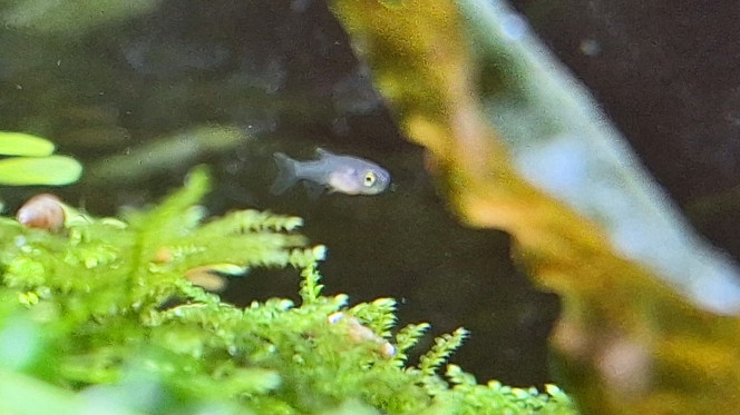 Carnet rose Galaxy Au moins deux danio margaritatus.
Un seul sur la photo. Le plus pzti6, minuscule a été transféré dans le Ash Nasg