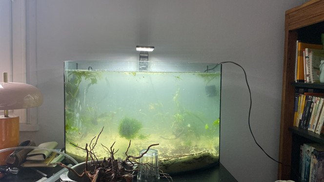 Mise en eau du bac Support bactérien pouzzolane 
Sol technique 
Sable de filtration piscine axton 

Il reste avec le hardscape à faire et une très grosse partie de la plantation