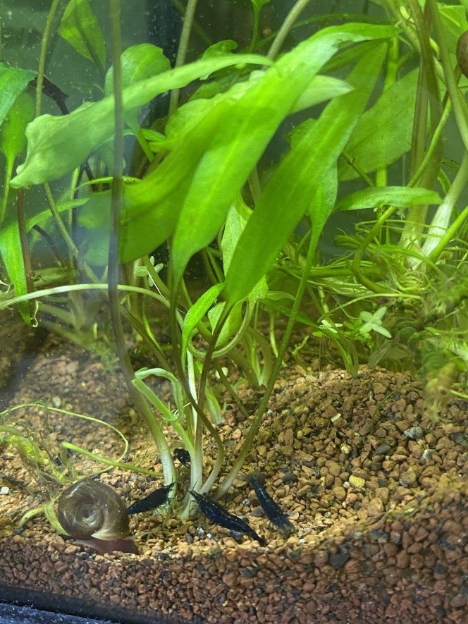 Ajout de petite neocaridina blue velvet Mise dans un bac temporaire avant de les introduire dans leur futur maison