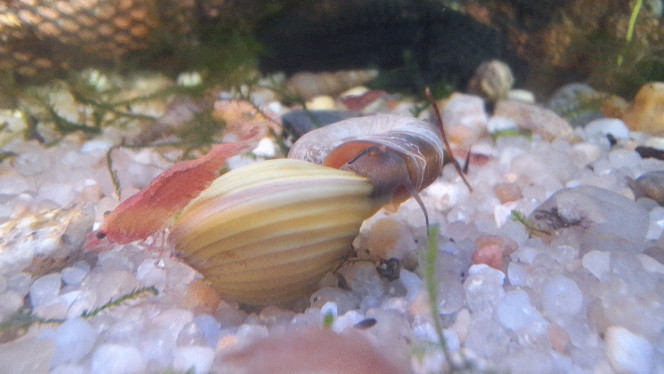 L'expérience palourdes ne va pas durer Visiblement les palourdes sont au goût des crevettes et des escargots