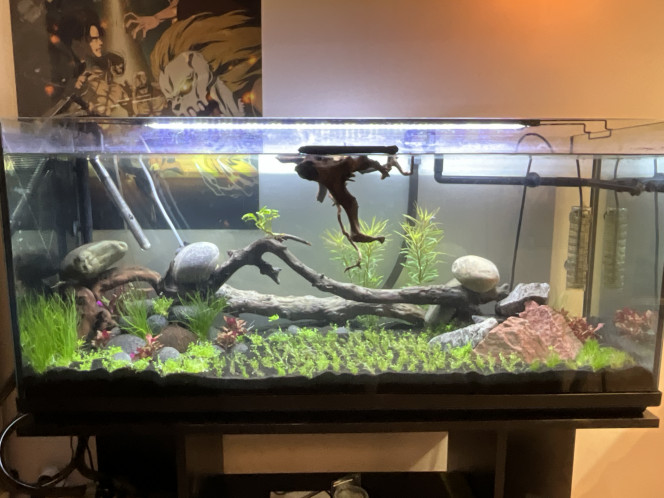 Bac planté la veille Réagencement des branches, introduction des plantes d’un précédent aquarium ainsi que des boutures l’autre aquarium en route et immersion de la branche qui servira de bonzaï que j’ai hâte de réaliser !